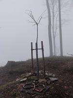  6. Januar 2012 - traurig steht Samuels Ginkgo im Winternebel